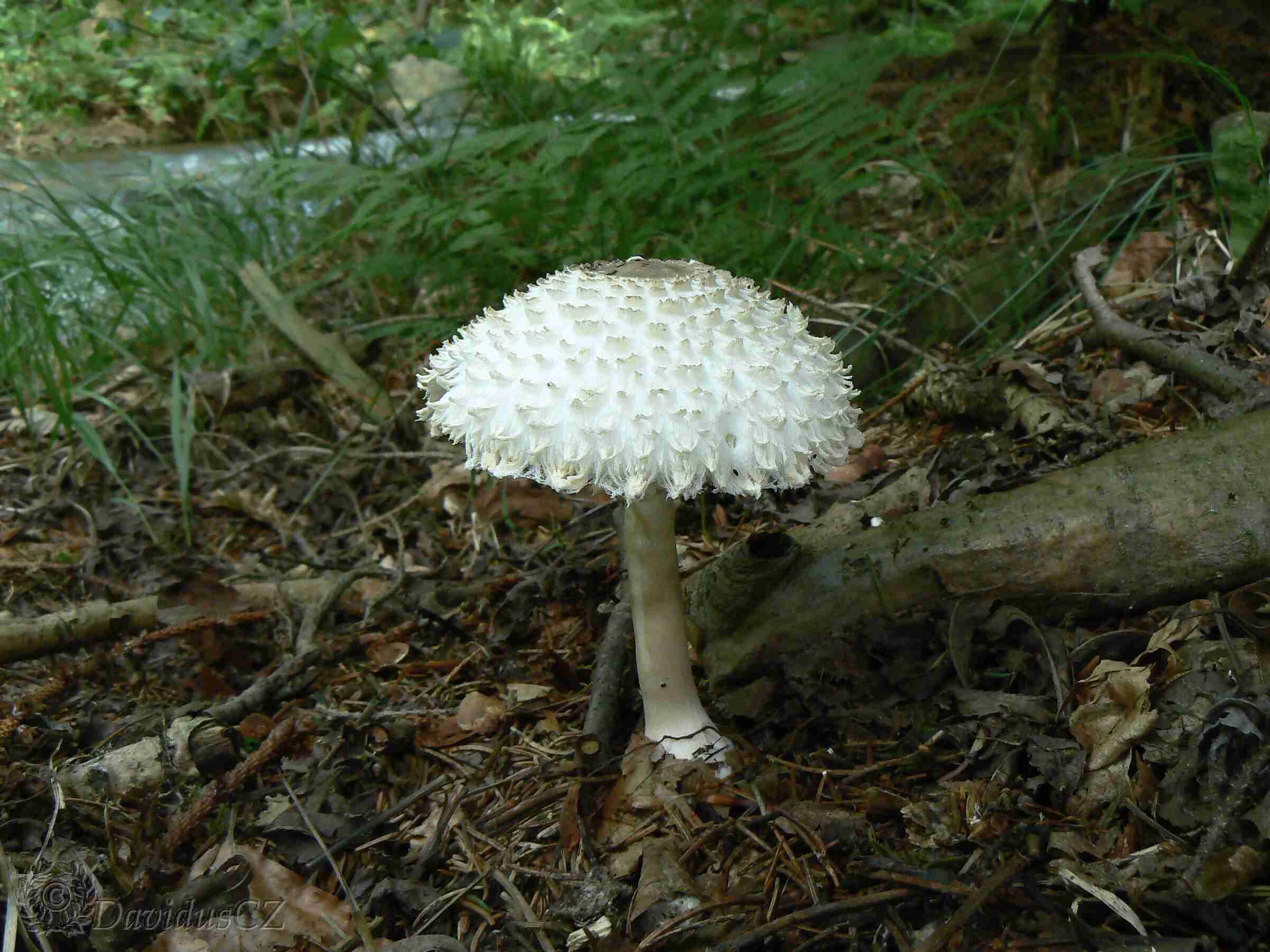 bedla dívčí- Leucoagaricus nympharum
